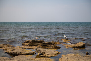 birds on the shore of the Caspian sea in aktau