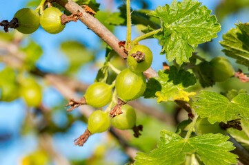 Close-up on young unripe fruits on gooseberry branches.