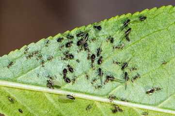 Colony of black aphids on a cherry leaf. Detail of green cherry leaf with aphids.