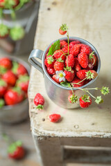 Sweet wild strawberries straight from garden. Red wild strawberries. © shaiith
