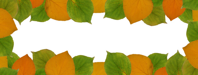 Obraz premium Autumn, persimmon leaves frame, green and orange fallen leaves. Border isolated on white background. Flat layout, top view, copy space, web banner