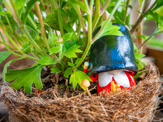 Beefeater British Royal Guard in a pot near a tiny mushroom