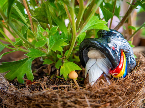 Romanian Decebalus Gnome in a Flower Pot