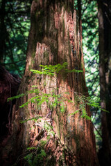Morning light filters through the trees in a quiet evergreen forest
