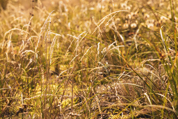 Fototapeta premium Beautiful soft focused dry grasses and plants on a sunny day. 