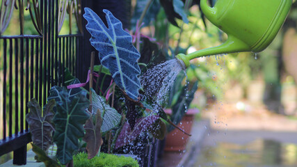 a group of alocasia houseplants in the backyard is being watered in the morning