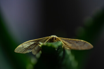 macro of a moth sitting on a leaf 