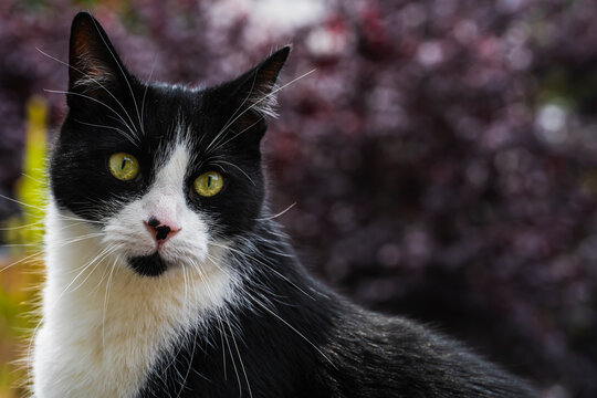A Black White domestic cat with green eyes sitting on the balcony and the background of a tree and grass is in an bokeh