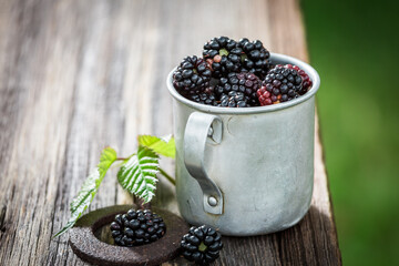 Fototapeta na wymiar Healthy blackberries straight from garden. Fruits full of vitamins.