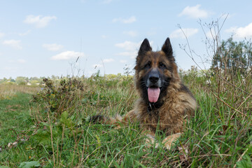 German shepherd dog lies in the grass. The dog's tongue sticks out from the heat. The dog looks into the camera.