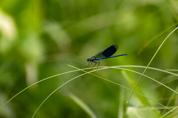 The dragonfly has a rest on a flower