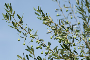 Olive tree branches with green olives on blue sky background