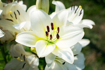 Beautiful white lily in a blooming garden.