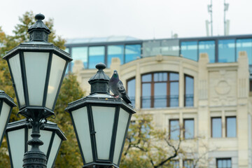 Fototapeta na wymiar pigeon on the old street lamp