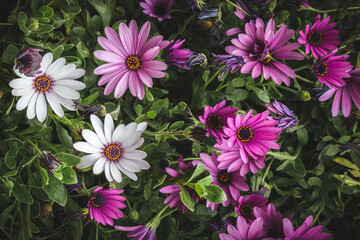 pink and white flowers