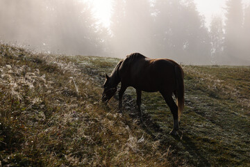 Fototapeta na wymiar Horse grazing on pasture in misty morning. Lovely domesticated pet