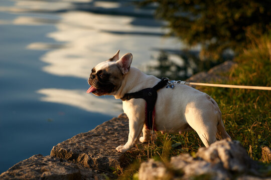 Close up portrait French Bulldog. Cute happy French bulldog puppy.