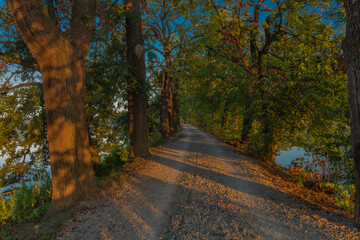 Fototapeta na wymiar Color morning south Bohemia alley with leaf trees