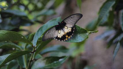 Fototapeta premium Close-up view of a butterfly with black and white wings is perching on a green leaf with dew in the morning in the garden