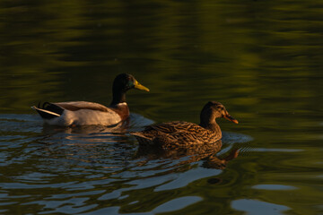 Obraz premium Duck water bird on morning south Bohemia pond in autumn