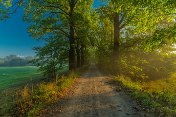 Color morning south Bohemia alley with leaf trees