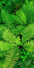 fern leaf background