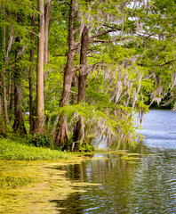 Beautiful background of cypress trees, spanish moss and water
