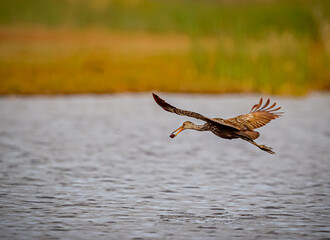 Beautiful limpkin with mussel in its beak, flies over pond