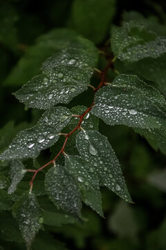 rain drops on leaf
