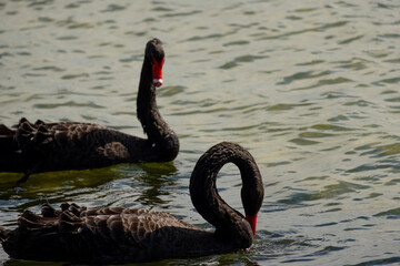 black swans on the lake