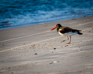 Oystercatcher walks toward the water in Willmington, NC