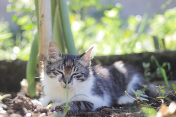 Naklejka na ściany i meble Cute sleepy kitten laying down on the ground in the garden. Kitten stock photo.