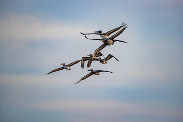 Seven brown pelicans fly overhead in the spring at Carolina Beach State Park