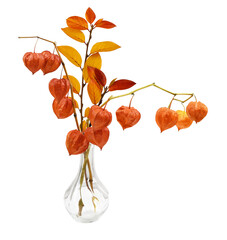 Twigs with orange physalis flowers and autumn colorful leaves in a glass vase isolated - obrazy, fototapety, plakaty
