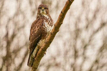 Common Buzzard in Vittskövle, Skåne, Sweden