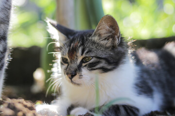 Cute sleepy kitten laying down on the ground in the garden. Kitten stock photo.