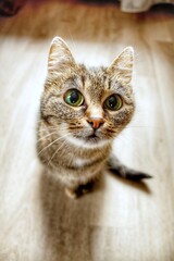 Fototapeta premium Cat on the floor looking for something interesting