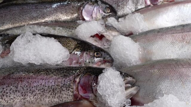 Chilled trout on ice. The counter of a fish store.