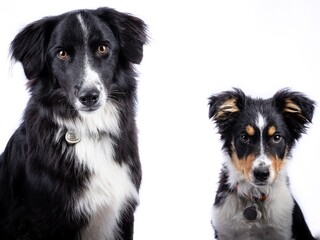 Fototapeta premium Fréros