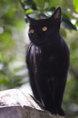 A black cat walking on fences. Cat stock photo.