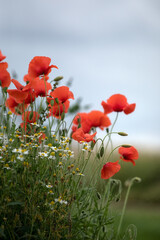 Obraz premium Common Poppies on a roadside verge in summer copy space