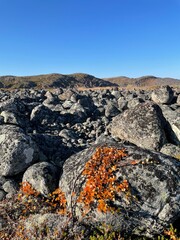 tree among stones