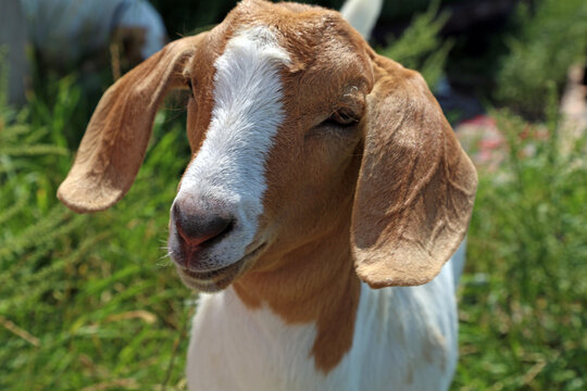 Goat Photos, Download The BEST Free Goat Stock Photos & HD Images