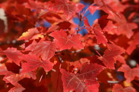 Bright red maple leaves close-up