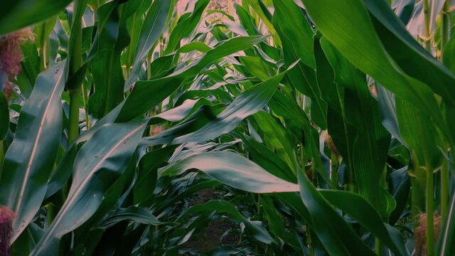 Walking In Corn Field POV At Sunrise