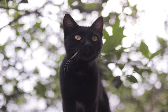 Curious Black cat standing on fences . Black cat stock photo