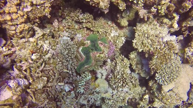 HD video footage of a Fluted Giant Clam (Tridacna squamosa) in the Red Sea, Egypt