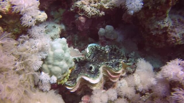 HD video footage of a Fluted Giant Clam (Tridacna squamosa) in the Red Sea, Egypt
