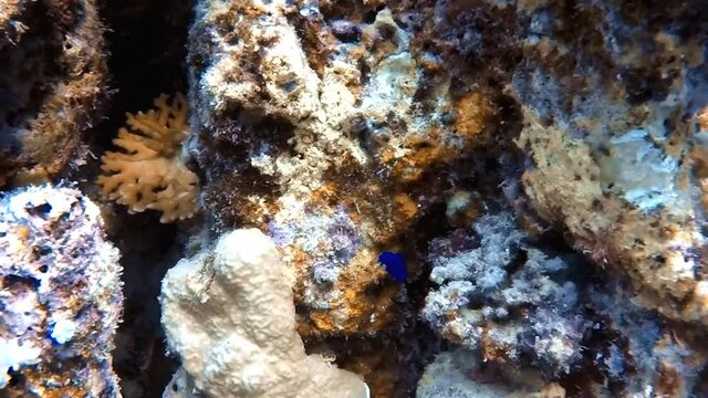 HD video footage of a small colorful Dottyback in the Red Sea, Egypt