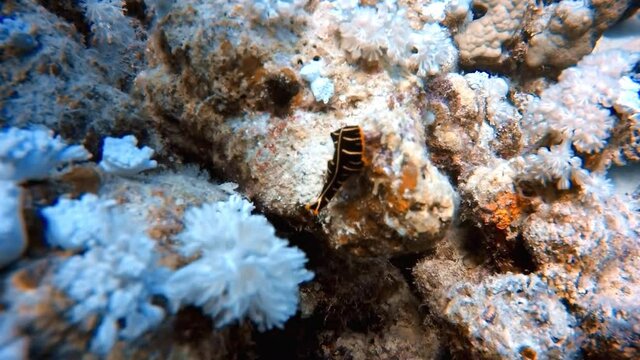 HD video footage of a Divided Flatworm (Pseudoceros dimidiatus) in the Red Sea, Egypt